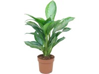 Aglaonema rôzne odrody výška cca 50-60 cm priemer kvetináča cca 17 cm Aglaonema