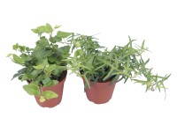 Brečtan priemer kvetináča cca 9 cm