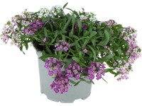 Lobularia maritima (Lobularia maritima) 