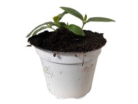 Landgard Uhorka siata (Cucumis sativus) 