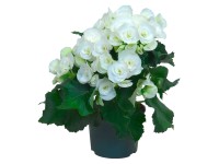 Begónia Elatior, biela, pr. kvetináča cca 13 cm