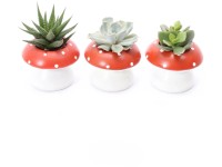 Aranžmán sukulentov v keram. kvetináči - muchotrávka, rôzne druhy, pr. kv. 9 cm