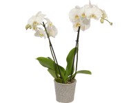 Aranžmán orchidey - lišajovca 2 výhonky v látkovom obale priemer cca 12 cm