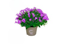 Zvonček rovnakolistý (Campanula isophylla) 