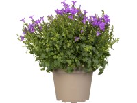 GROW by OBI Zvonček dalmátsky (Campanula portenschlagiana), pr. kvetináča 19 cm