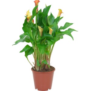 Kala v kvetináči, rôzne farby, elegantná kvitnúca rastlina od GROW by OBI.