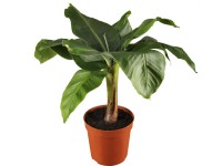Banánovník Musa Tropicana priemer kvetináča cca 17 cm