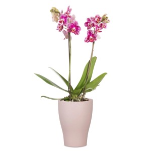 Kvetináč na orchidey Scheurich 608 vo farbe Powder Rose s kvitnúcou orchideou, Ø 13 cm.