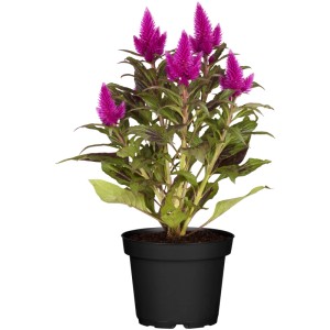 Celosia argentea v kvetináči s fialovými kvetmi. Kvitnúca rastlina na balkón a terasu.