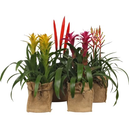Aranžmán bromélie v jutovej taške priemer kvetináča cca 14 cm