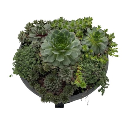 Vonkajšie sukulenty mix 5-10 cm, pr. 27 cm