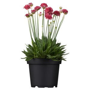 GROW by OBI Lomikameň pobrežný červený v kvetináči, cca 9 cm. Kvitnúca Armeria maritima do skaliek.