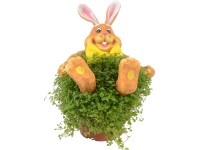 Aranžmán zo solejrólie