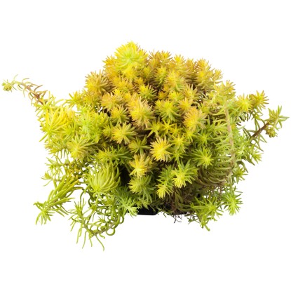 GROW by OBI Rozchodník skalný (Sedum reflexum) "Angelina" žltý výška 10-20 cm