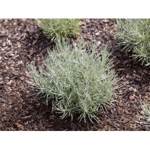 Zakrpatené kari Aladin (Helichrysum italicum) v kvetináči, striebristá kuchynská bylina na slnečné miesta.