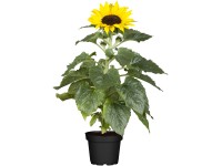 Slnečnica ročná (Helianthus annus) 