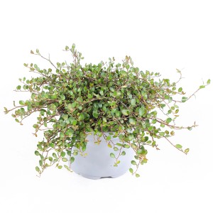 Drôtovec (Muehlenbeckia complexa) v kvetináči, malé zelené listy, univerzálna balkónová a terasová rastlina.