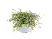 Landgard Muehlenbekie (Muehlenbeckia complexa) 