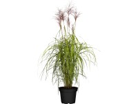 Grow by OBI Ozdobnica čínska Red Chief, pr. kv. 19 cm