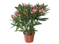 Oleander (Nerium oleander) pr. kvetináče cca 14 cm
