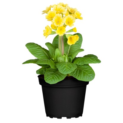 GROW by OBI Prvosienka jarná (Primula veris) "Spring Fever" pr. 10,5 cm