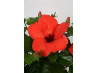 Ibištek čínska ruža (Hibiscus rosa-sinensis), výška 47 cm, pr. 17 cm, červená