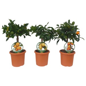 Citrus Mix kmeňový sortiment v kvetináči, rôzne druhy ako citrón, kumquat a calamondin.