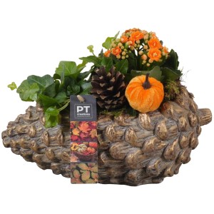 Jesenné aranžmán izbových rastlín s kalanchoe, brečtanom, šiškou a okrasnou tekvicou v betónovej nádobe.