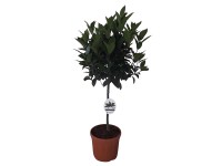Landgard Vavrín vznešený (Laurus nobilis) pr. 21 cm