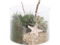 Aranžmán sukulentov v sklenenej miske priemer nádoby cca 15 cm