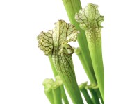 OBI Saracénia bielolistá (Sarracenia leucophylla) červenohnedá, pr. cca 9 cm
