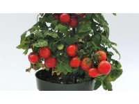 Paradajky cherry, pr. kv. cca 9 cm