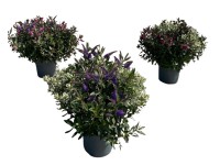 Landgard Hebe Andersonova (Hebe x andersonii) 