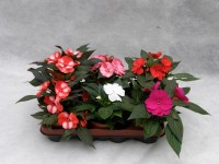 Netýkavka Hawkerova (New Guinea impatiens) pr. cca 11 cm