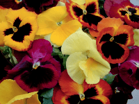 Sirôtka (Viola) Veľkokvetá trio