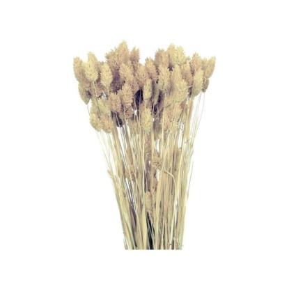 NOHEL GARDEN Sušená dekorácia Phalaris - hrkálka biele 40 g