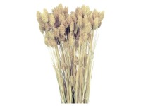 NOHEL GARDEN Sušená dekorácia Phalaris - hrkálka biele 40 g