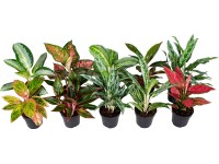 GROW by OBI Aglaonema, rôzne odrody, zelená/červená, pr. cca 12 x 30 - 35 cm