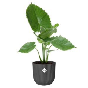 Antracitový kvetináč Elho Vibes Fold Round Ø 35 cm s rastlinou.
