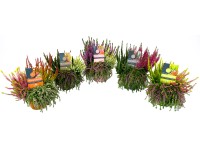 Grow by OBI Vres (Calluna vulgaris) Beautybelle Mix, pr. cca 13 cm