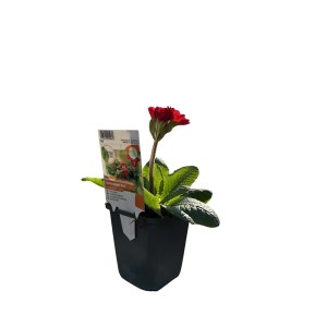 Červená záhradná prvosienka Goldnugget v kvetináči (9x9 cm) od GROW by OBI.