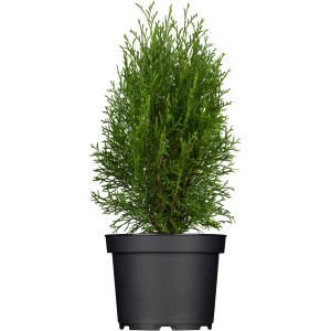 Smaragd Tuja (Thuja) v kvetináči, cca 20-30 cm vysoká. Ideálna ako živý plot.