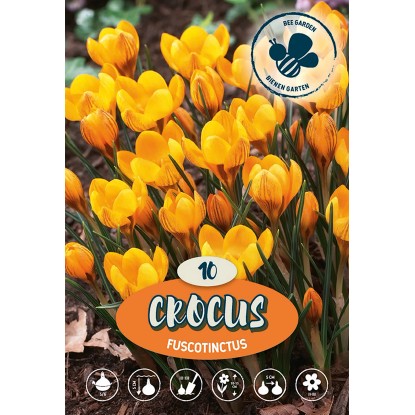 Krókus botanický Fuscotinctus