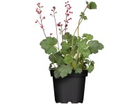 Dlžicha (Heuchera) Dlžicha (Heuchera)