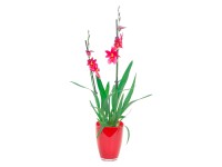 Cambria orchidea v skle Nelly Isler 2 výhonky červená