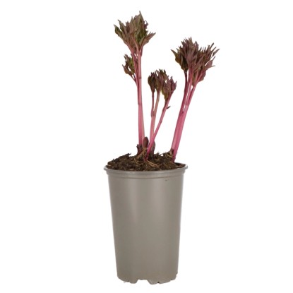 Royal Lemkes Pivonka (Paeonia) "Long Life" červená pr. 14 cm