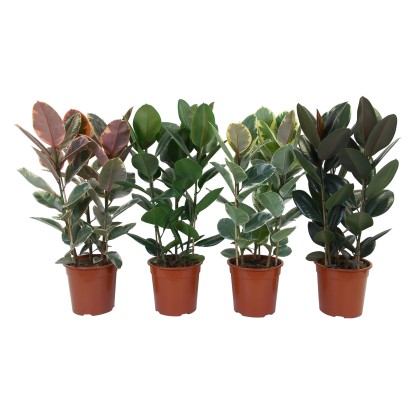 Figovník 3 kmene s priemerom kvetináča cca 27 cm