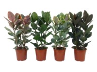 Figovník 3 kmene s priemerom kvetináča cca 27 cm