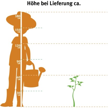 Ilustrácia: Porovnanie veľkosti Weigelie Victoria (výška dodávky cca 50-60 cm) s osobou s krhlou.