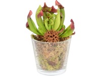 Saracénia v sklenenom pohári s dekoráciou